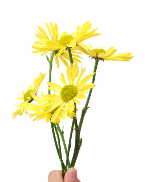 istock Yellow flower bouquet with holding 1197884816