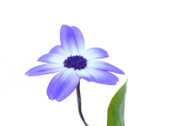A light blue bicolor cineraria; flower daisy