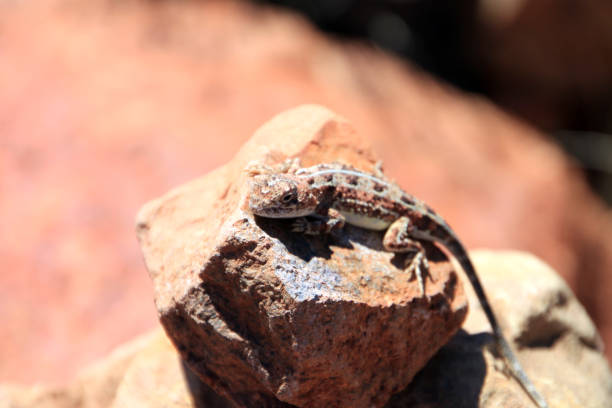 砂漠の岩にカモフラージュされた砂漠のトカゲ,オーストラリア - lizard landscape desert australia ストックフォトと画像