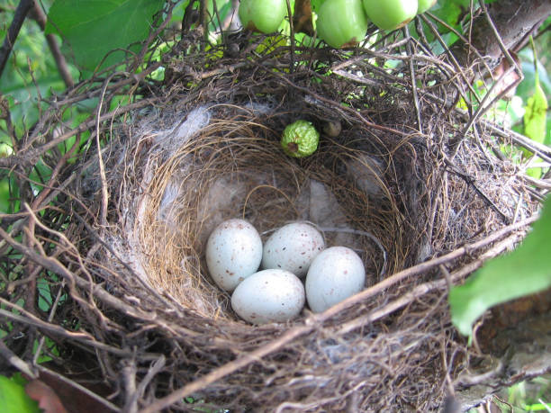 istock wild bird eggs in a nest on a tree 1197886039