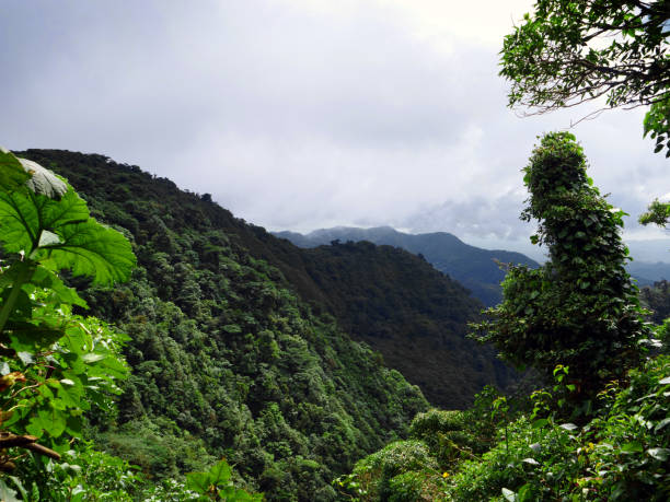 istock Costa Rica - The Cloud Forest 1197886059