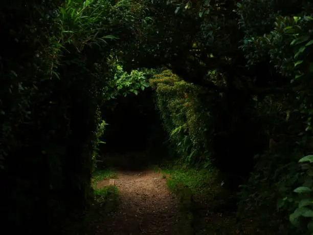 A dark pathway amidst the dense jungle.
