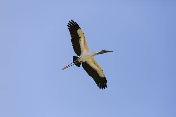 istock A flying wood stork at blue sky 1197888645