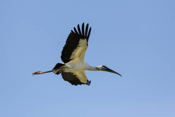 istock A flying wood stork at blue sky 1197888657
