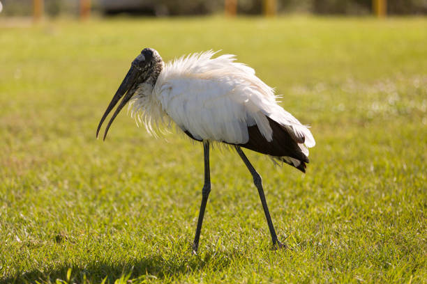 istock A pacing wood stork on a green meadow 1197888678