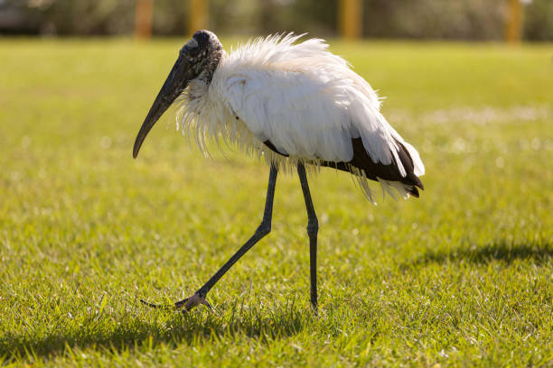 istock A pacing wood stork on a green meadow 1197888681