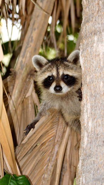 istock Baby raccoon in a tree 1197889003