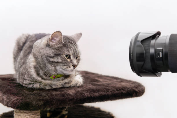 istock the cat allows itself to be photographed 1197889790