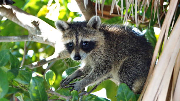 istock Baby raccoon in a tree 1197889906