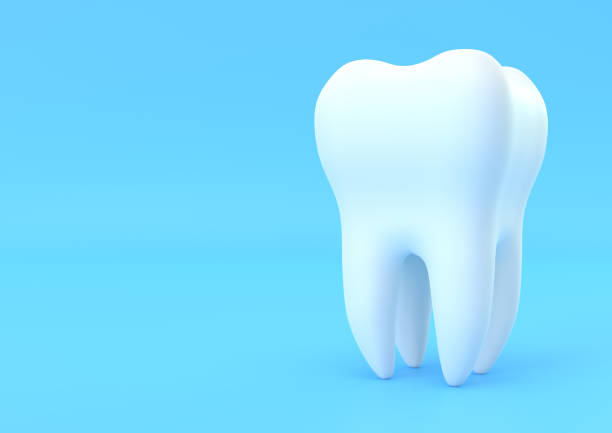 istock Dental model of premolar tooth on blue background 1197890067
