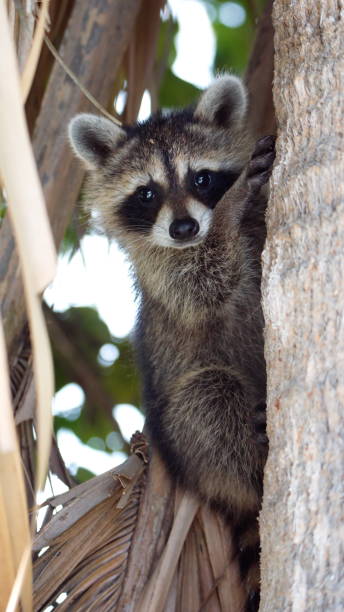 istock Baby raccoon in a tree 1197890075