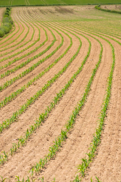 istock field of corn, Styria, Austria 1197890938
