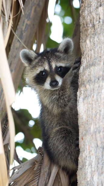 istock Baby raccoon in a tree 1197890952