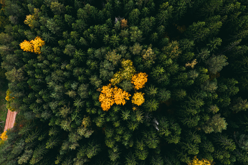 Autumn forest aerial view. Colorful trees from above. Fall scene. Yellow tree in green pine forest. Beautiful autumn landscape