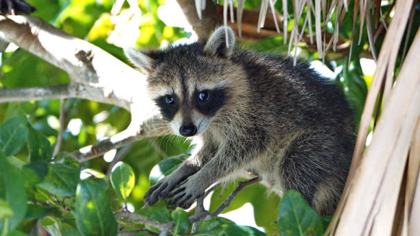 istock Baby raccoon in a tree 1197891206