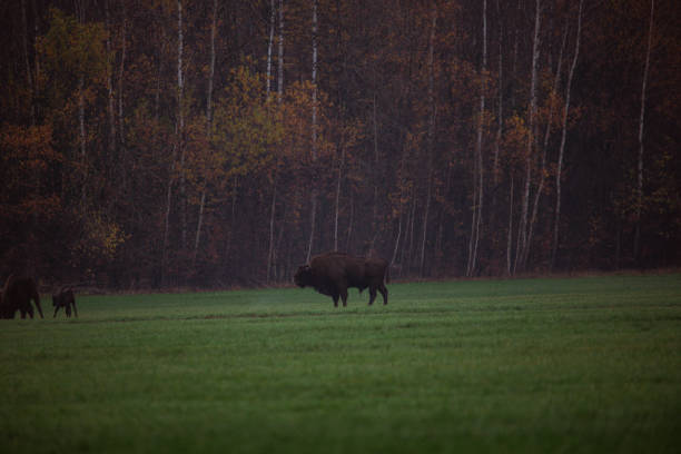 istock Belarusian bison on a green field. 1197891274