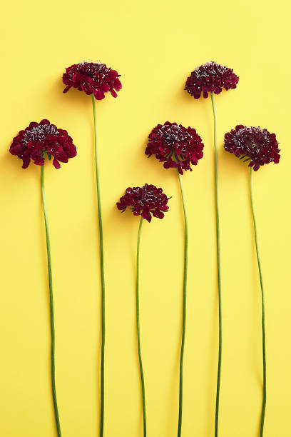istock Red aster flowers on orange background 1197891283