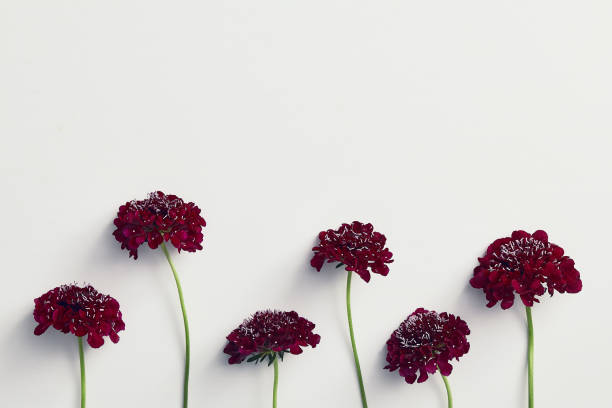 istock Red aster flowers on white background 1197891308