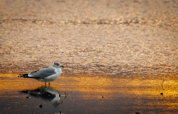 istock Seagull on shoreline at sunset 1197893342
