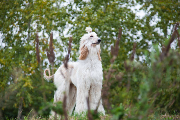 Afghan hound back of body on white background