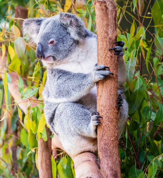 istock Cute Koala close-up 1197893800