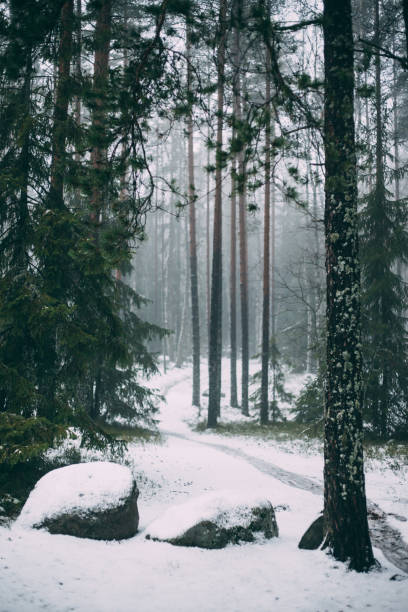 istock Winter forest with fog and first snow 1197894112