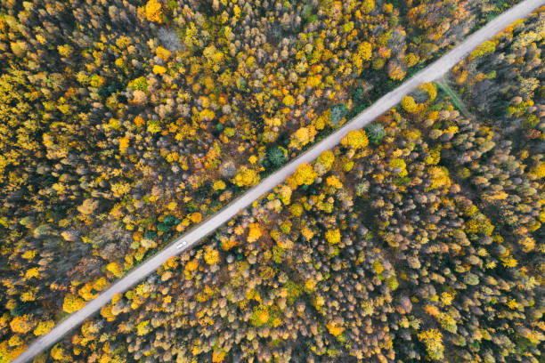 istock Road trip perfect road winding its way through thick forest. 1197894942
