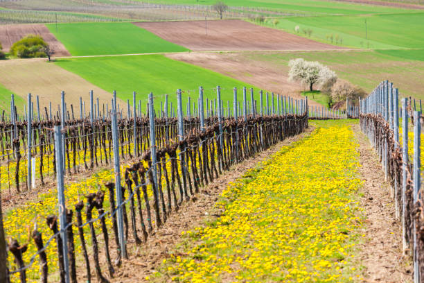 Photos of vineyards from the south of Serbia, just before sunset. These vineyards are in a mountain village and are cultivated by hand.
