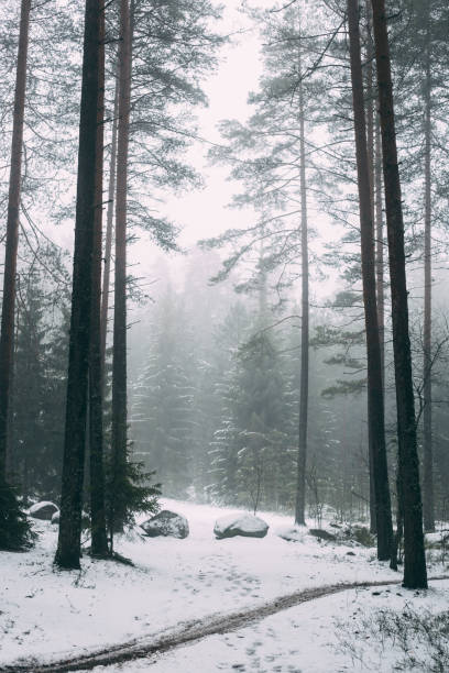 istock Winter forest with fog and first snow 1197895013