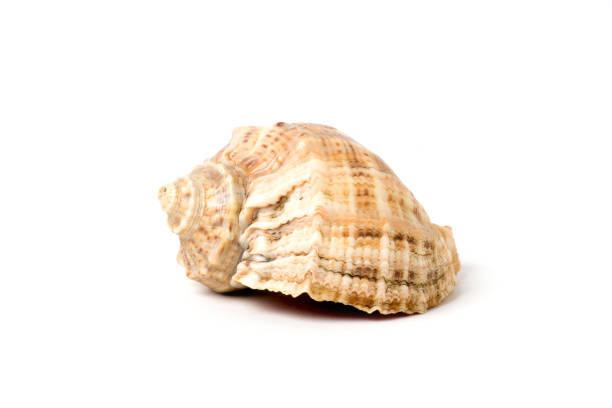 istock marine seashell isolated on white background 1197895221