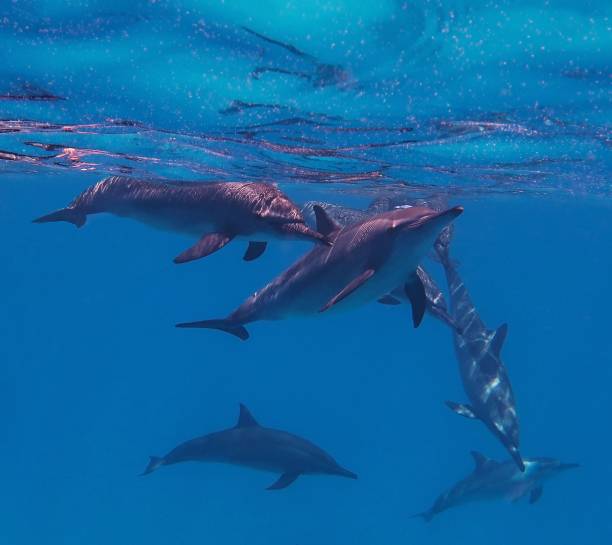 istock Group of wild bottle nose dolphins playing under sea surface. 1197896050