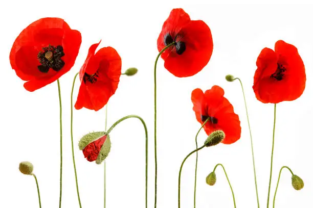 Photo of Poppies diverted on white background