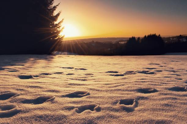Beautiful winter snowy landscape with footprints within sunset