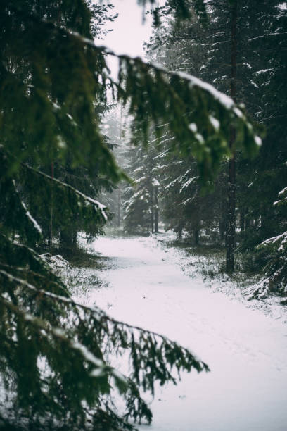 istock Winter forest with fog and first snow 1197896220