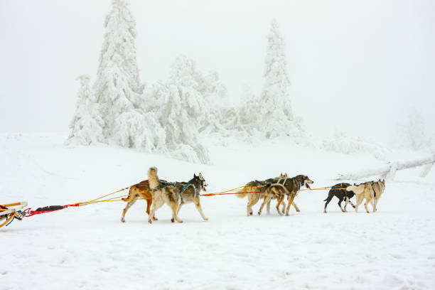 istock sledge dogging, Sedivacek's long, Czech Republic 1197896230