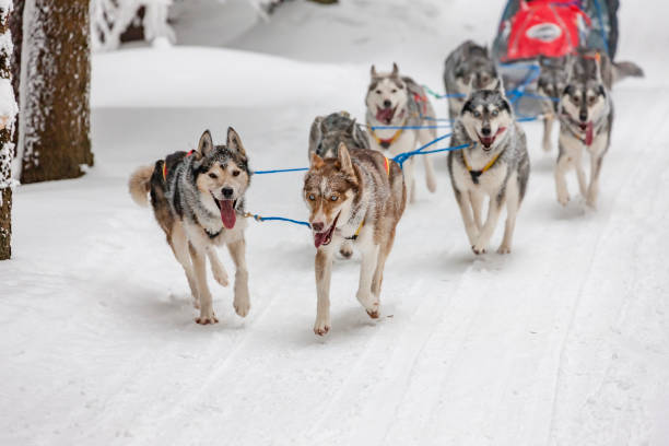 istock sledge dogging, Sedivacek's long, Czech Republic 1197896260