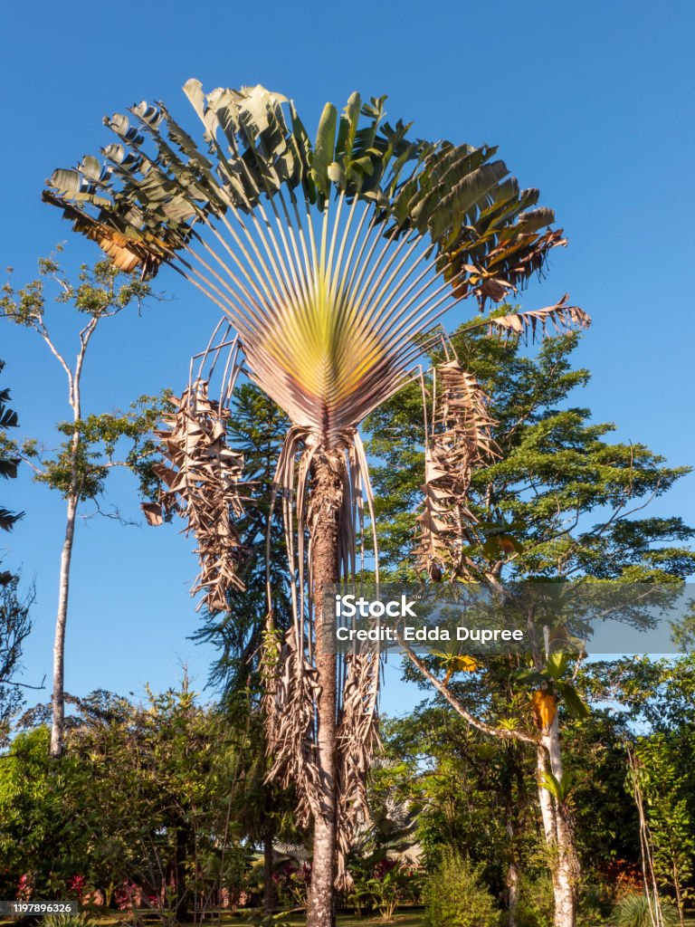 Sund og rask Afstå frustrerende Fan Palm On The Edge Of The Rainforest In Northern Costa Rica Near Boca  Tapada Stock Photo - Download Image Now - iStock