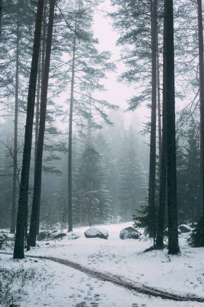 istock Winter forest with fog and first snow 1197896406