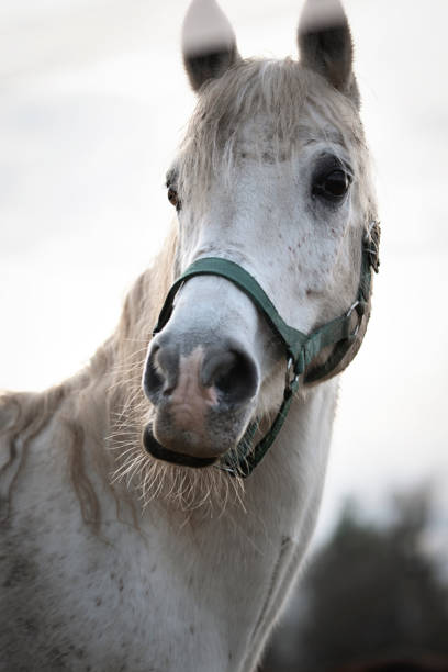 istock White horse in the country 1197897946