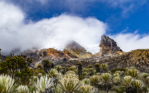 Valleys of frailejones in the paramo of highlands of Anzoategui Tolima Colombia within the national park \