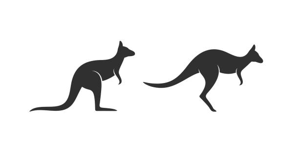 ilustraciones, imágenes clip art, dibujos animados e iconos de stock de logotipo canguro. canguro aislado sobre fondo blanco - kangaroo