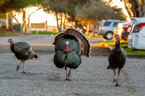 Wild Turkeys walking down the streets in Berkeley, Ca. in the early morning as the large male escorts the females with know worries of capture