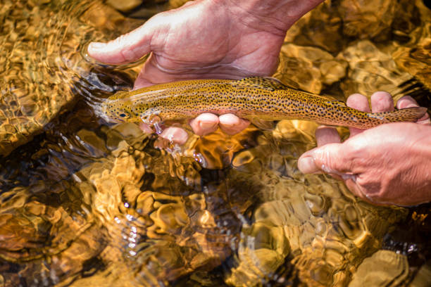 wild brown trout caught in the mountain steam in northern idaho. - fly fishing trout brown trout fishing imagens e fotografias de stock