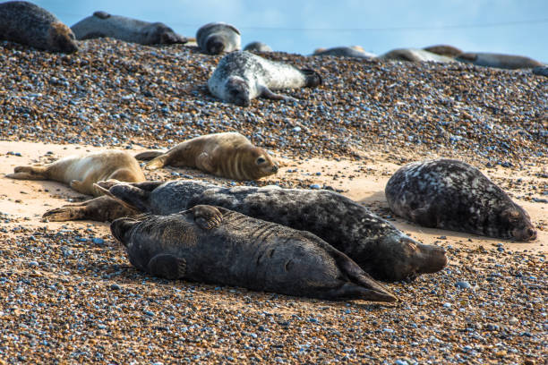 istock Grey and Common or Harbour Seals 1197899923