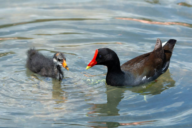istock Common Gallinule Swimming with Her Chick 1197901231