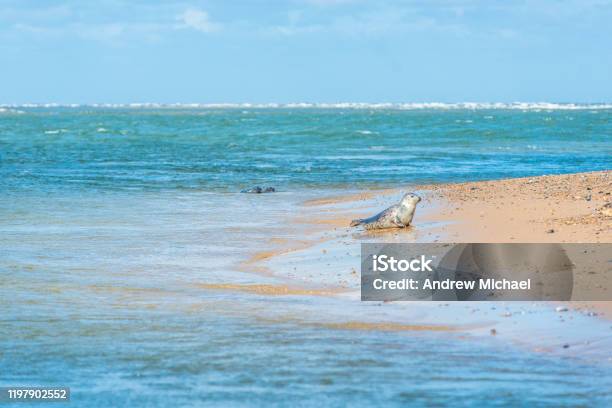 Grey And Common Or Harbour Seals Stock Photo - Download Image Now - Blakeney, Harbor, Sea