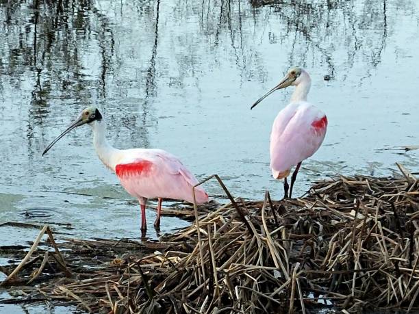 istock Roseate Spoonbills (Platalea ajaja) in the Florida wetlands 1197902936