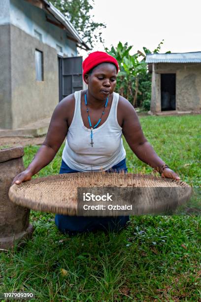 Sieving Coffee Kitwa Uganda Stock Photo - Download Image Now - Coffee - Drink, Coffee Crop, Farmer