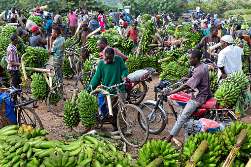 Kitwa, Uganda - July 12, 2019: View over the banana market in Kitwa, Uganda