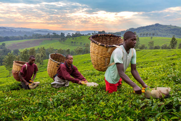 raccolta delle foglie di tè, kibale, uganda - tea pickers foto e immagini stock